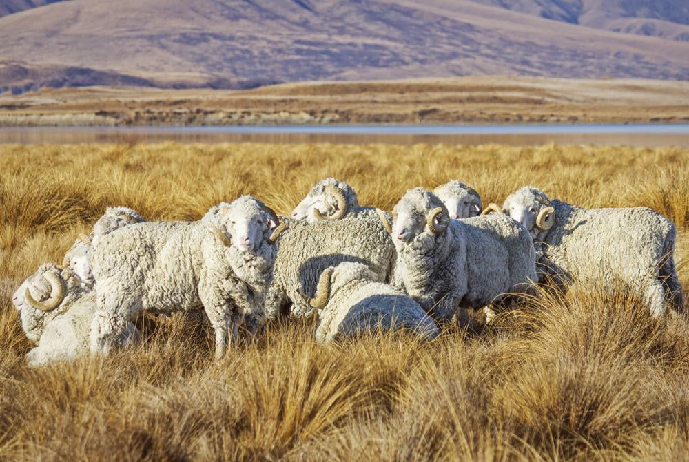 Presenting new materials: Extra fine organic merino wool - TAUKO - Taukodesign