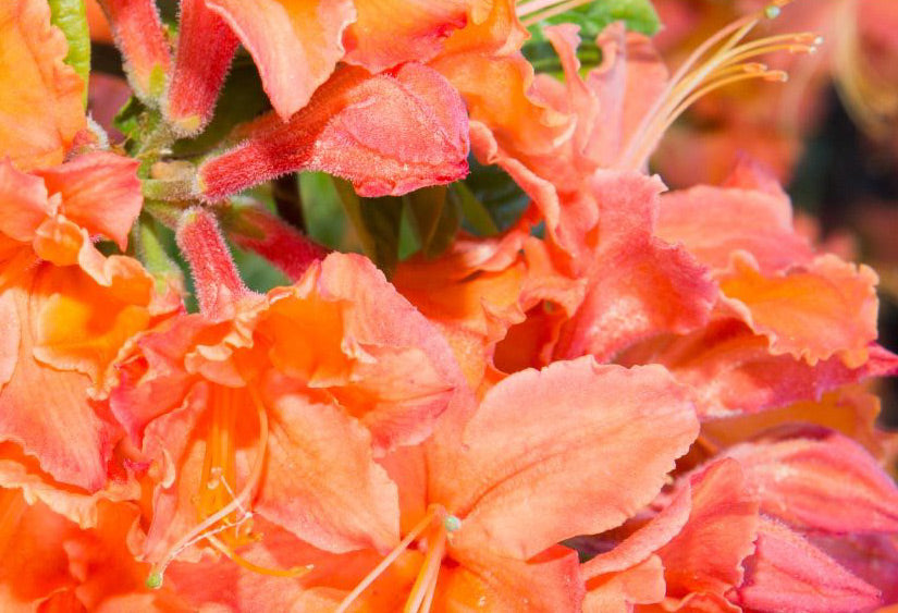 On making our dreams of 2017 come true in 2018